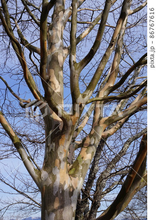 幹にまだら模様がある夏椿 86767616