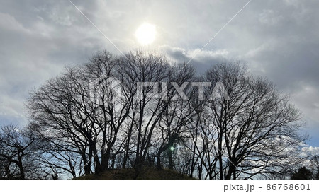 輝く太陽を崇め奉る樹木たち 86768601