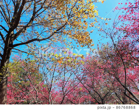 花 フラワー お花 86768868