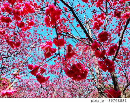 花 フラワー お花 86768881