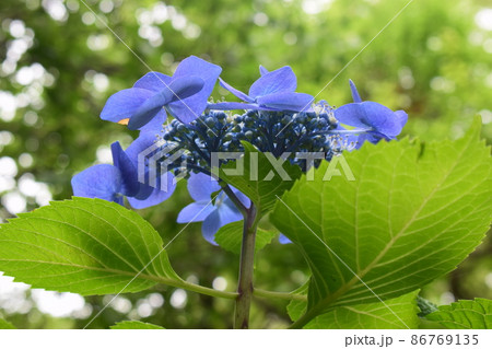 青い紫陽花の下からの様子 青い紫陽花の下からの様子 86769135