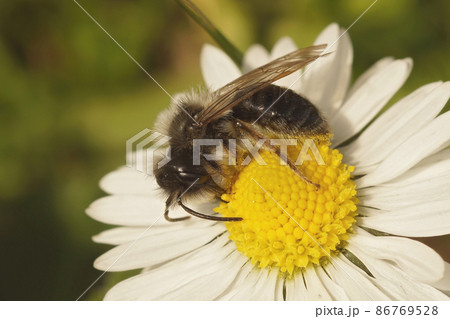 Close up of a male grey mining bee, Andrena vaga, sipping nectar at the white yellow flower of common, lawn or English daisy, Bellis perennis Close up of a male grey mining bee, Andrena vaga, sipping nectar at the white yellow flower of common, lawn or English daisy, Bellis perennis 86769528