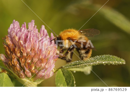 Closeup of a common carder or bumblebee bee , Bombus pascuorum on red flowers of red clover, Trifolium arvense Closeup of a common carder or bumblebee bee , Bombus pascuorum on red flowers of red clover, Trifolium arvense 86769529