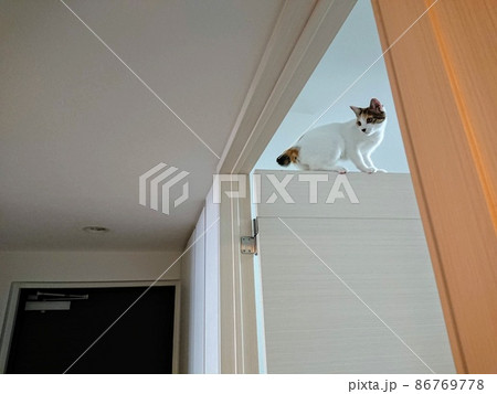 ドアの上に登っちゃった子猫 86769778