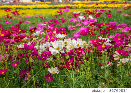 Netherlands, Flower Head, Bright, Bumblebee, Bunch 86769854