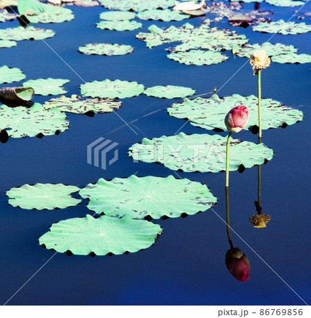 Nature photo film: Lotus blooming season.  86769856