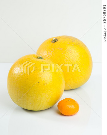 晩白柚（ばんぺいゆ）と、こたつで食べるみかんとの大きさ比べ 86769891