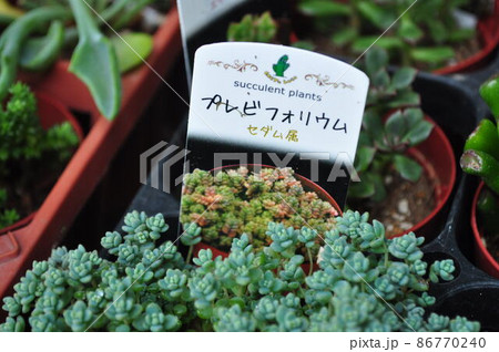 プレビフォリウム プレビフォリウム 86770240