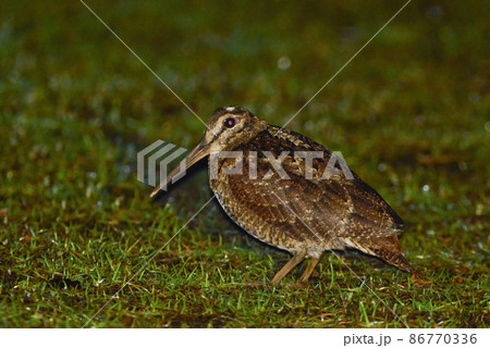 世界遺産の奄美大島に住む絶滅危惧種、国内希少野生生物で天然記念物の珍しい鳥アマミヤマシギ 86770336