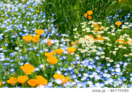 春のお花畑 春のお花畑 86770480