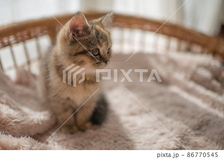 子猫 子猫 86770545