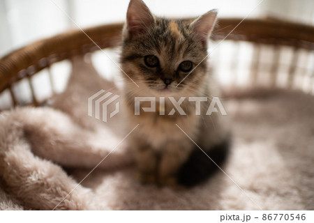 子猫 86770546