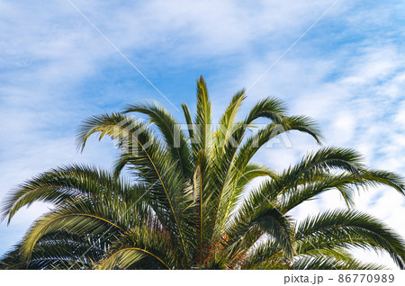 Palm trees, summer background 86770989
