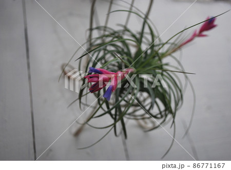 白い木目の上のワイヤーの椅子と花の咲いたチランジアの写真素材