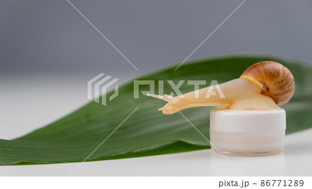 Close-up of a snail on a jar of cream on a white background. The use of shellfish in cosmetology. Close-up of a snail on a jar of cream on a white background. The use of shellfish in cosmetology. 86771289