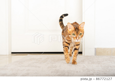 The cat is walking on the carpet in the room. The cat is walking on the carpet in the room. 86772127
