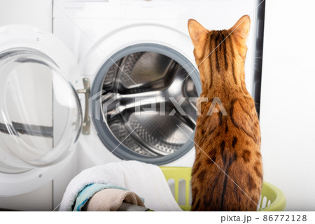 The cat looks at the washing machine. The cat looks at the washing machine. 86772128