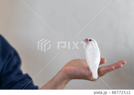 手の平の上の白い可愛い小鳥(白文鳥) 手の平の上の白い可愛い小鳥(白文鳥) 86772512