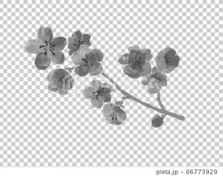 桜の花の枝の手描きイラスト モノクロのイラスト素材