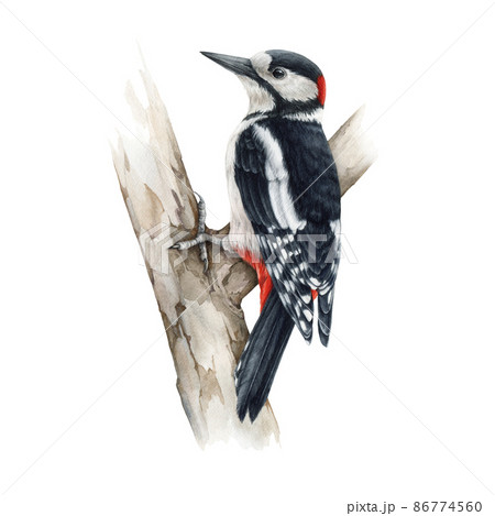 Woodpecker bird on a tree. Watercolor realistic illustration. Dendrocopos major wild forest bird on a tree branch. Woodpecker european avian on white background. Beautiful wildlife animal 86774560