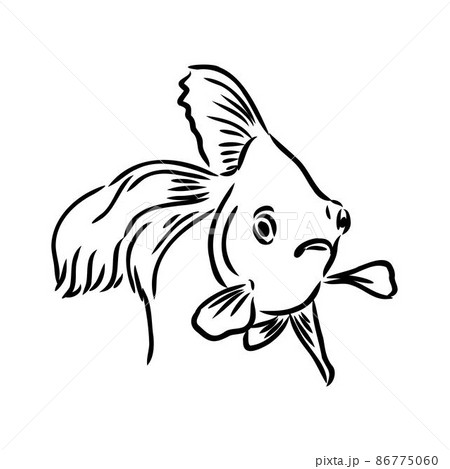 goldfish , hand drawing, vector illustration isolated on white background aquarium fish vector goldfish , hand drawing, vector illustration isolated on white background aquarium fish vector 86775060