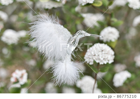 A hummingbird bird collects nectar in spring 86775210