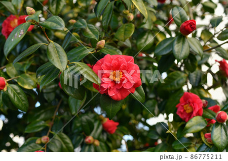 Pink blooming camellia flowers and buds in France Pink blooming camellia flowers and buds in France 86775211