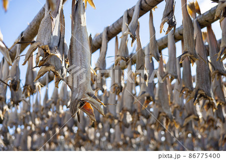 Close up of cod fish drying on traditional wooden racks in Lofoten Islands, Norway, Europe 86775400