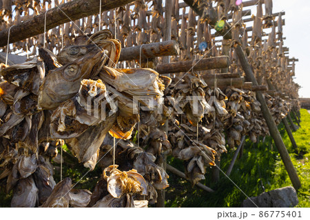Cod fish drying on traditional wooden racks in Lofoten Islands, Norway, Europe Cod fish drying on traditional wooden racks in Lofoten Islands, Norway, Europe 86775401