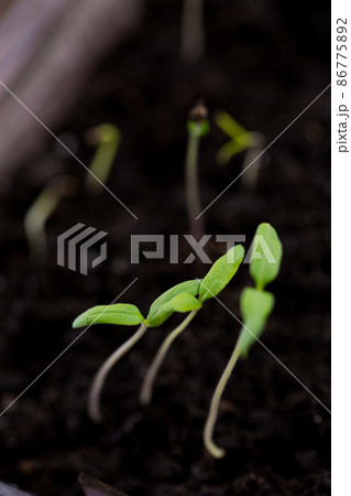 Small tomato sprouts, close-up Small tomato sprouts, close-up 86775892