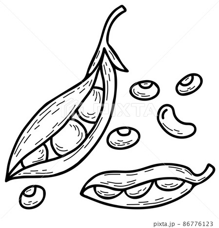 Set of vector hand drawn doodles pea plant. Beautiful vegetable pods and individual peas. Vector illustration. Linear hand drawn doodle style for design, decor and decoration, recipe and menu. Set of vector hand drawn doodles pea plant. Beautiful vegetable pods and individual peas. Vector illustration. Linear hand drawn doodle style for design, decor and decoration, recipe and menu. 86776123