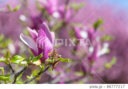 magnolia liliiflora at springtime in Botanic Garden Paris magnolia liliiflora at springtime in Botanic Garden Paris 86777217