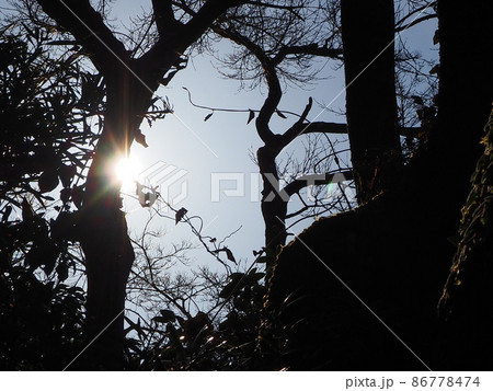 木漏れ日 86778474