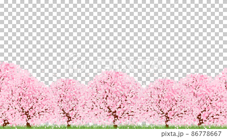 桜(背景素材) 桜(背景素材) 86778667