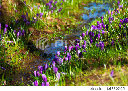 crocus flower blooming along the brook. beautiful nature background in spring 86780206