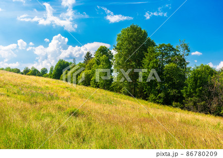 trees on the grassy meadow in afternoon light. beautiful summer landscape of rural pastures in carpathian mountains. warm and sunny weather with fluffy clouds on the sky 86780209