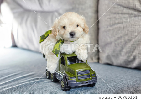 funny brown puppy maltipoo. sitting in the back of a toy truck funny brown puppy maltipoo. sitting in the back of a toy truck 86780361