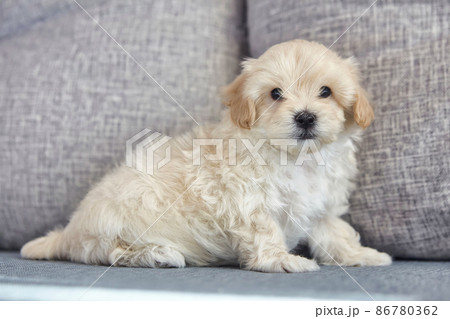 charming brown puppy maltipoo looks at the camera charming brown puppy maltipoo looks at the camera 86780362