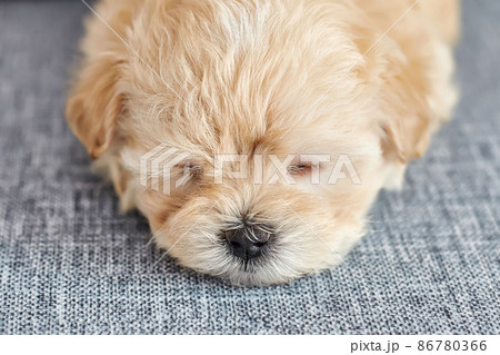 photo of a brown maltipoo puppy sleeping close-up photo of a brown maltipoo puppy sleeping close-up 86780366