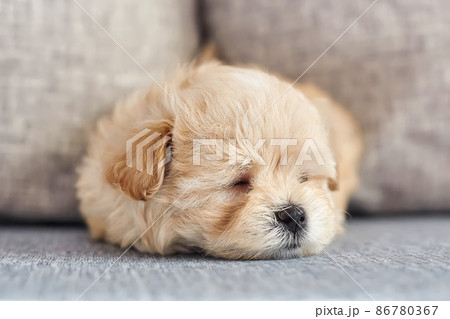photo of a brown maltipoo puppy sleeping close-up photo of a brown maltipoo puppy sleeping close-up 86780367