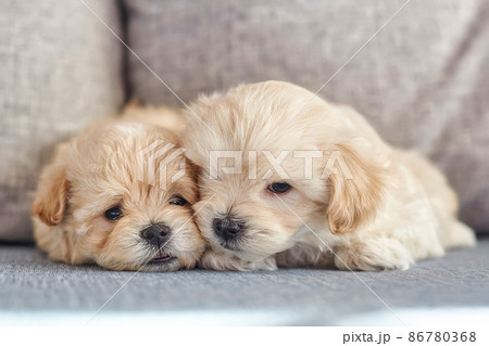 two very small maltipoo puppies lying side by side 86780368