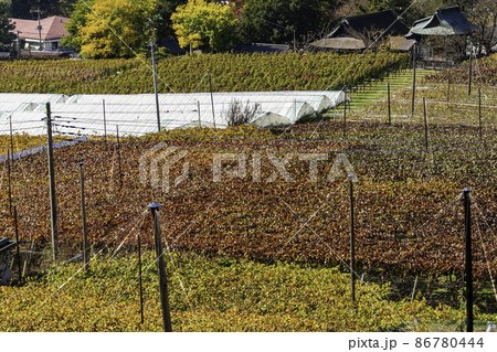 勝沼周辺のブドウ畑　山梨県甲州市 86780444