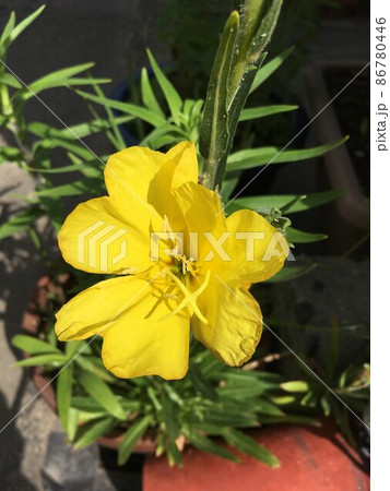 花壇に咲く黄色い満開の花のマツヨイグサ（オエノセラ） 86780446