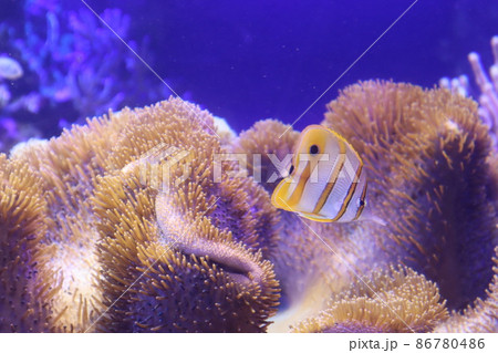 水族館の水槽にサンゴと黄色の縞模様の魚がいる風景 86780486