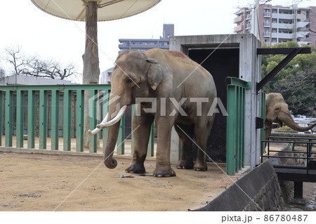 動物園の飼育スペースに1頭のアジアゾウと奥からもう1頭が顔を出している風景 86780487