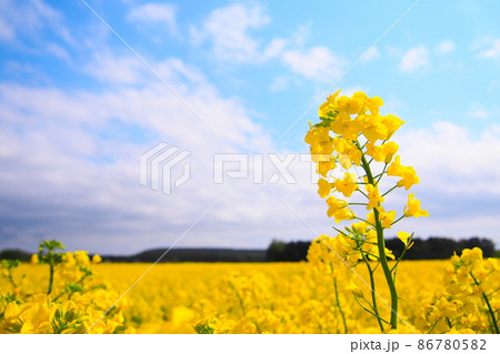 【青森】菜の花 86780582