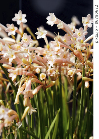 初春に咲いたピンクのキルタンサスの花 初春に咲いたピンクのキルタンサスの花 86780622