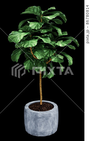 Ficus Lyrata isolated on  background  86780814