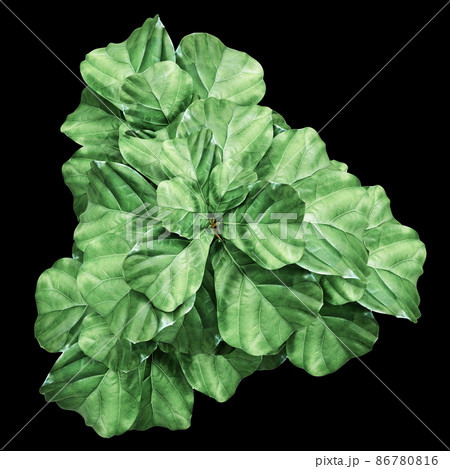 Ficus Lyrata isolated on background Ficus Lyrata isolated on background 86780816