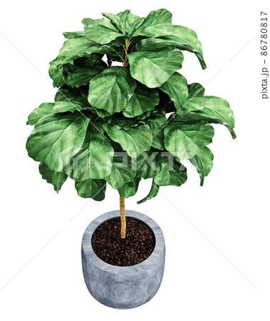 Ficus Lyrata isolated on  background  Ficus Lyrata isolated on  background  86780817